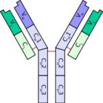 kappa versus lambda light chains in paraproteinemias - Renal Fellow Network