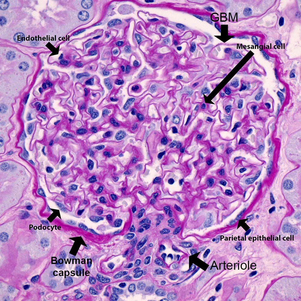 Bowmans Capsule Histology Bowmans Capsule Histology
