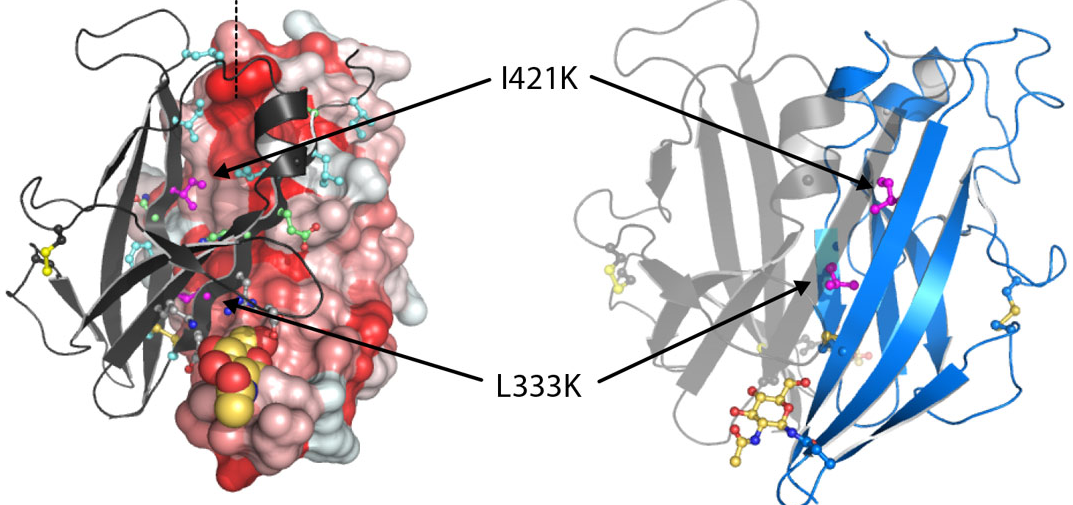 From Start to Beginning The Tale of Uromodulin Renal Fellow Network
