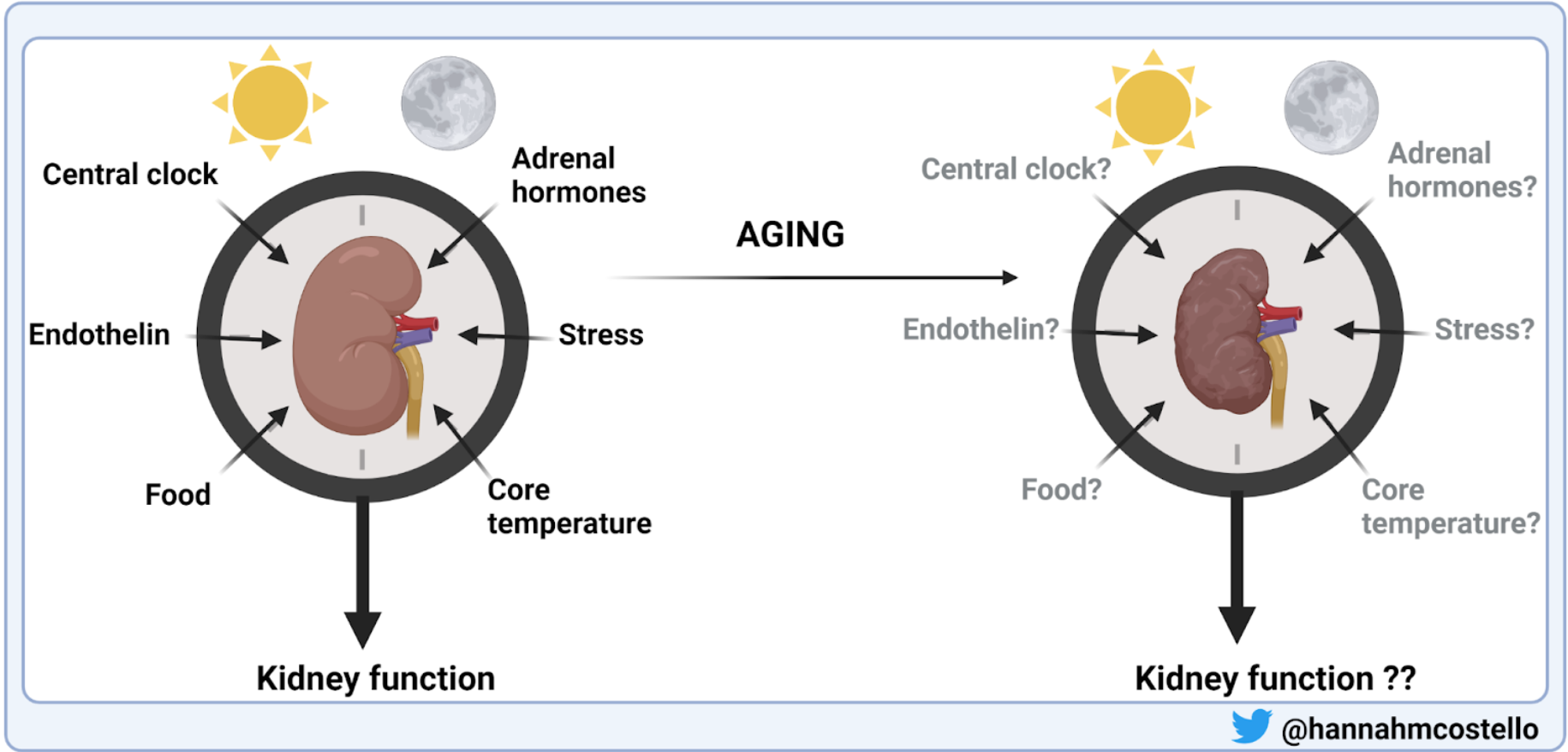 Tick Tock Goes the Circadian Clock Renal Fellow Network